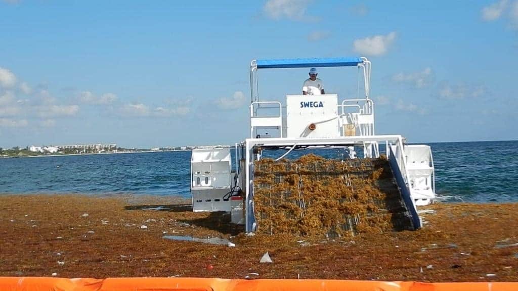 Evalúan viabilidad de barreras antisargazo para el próximo año