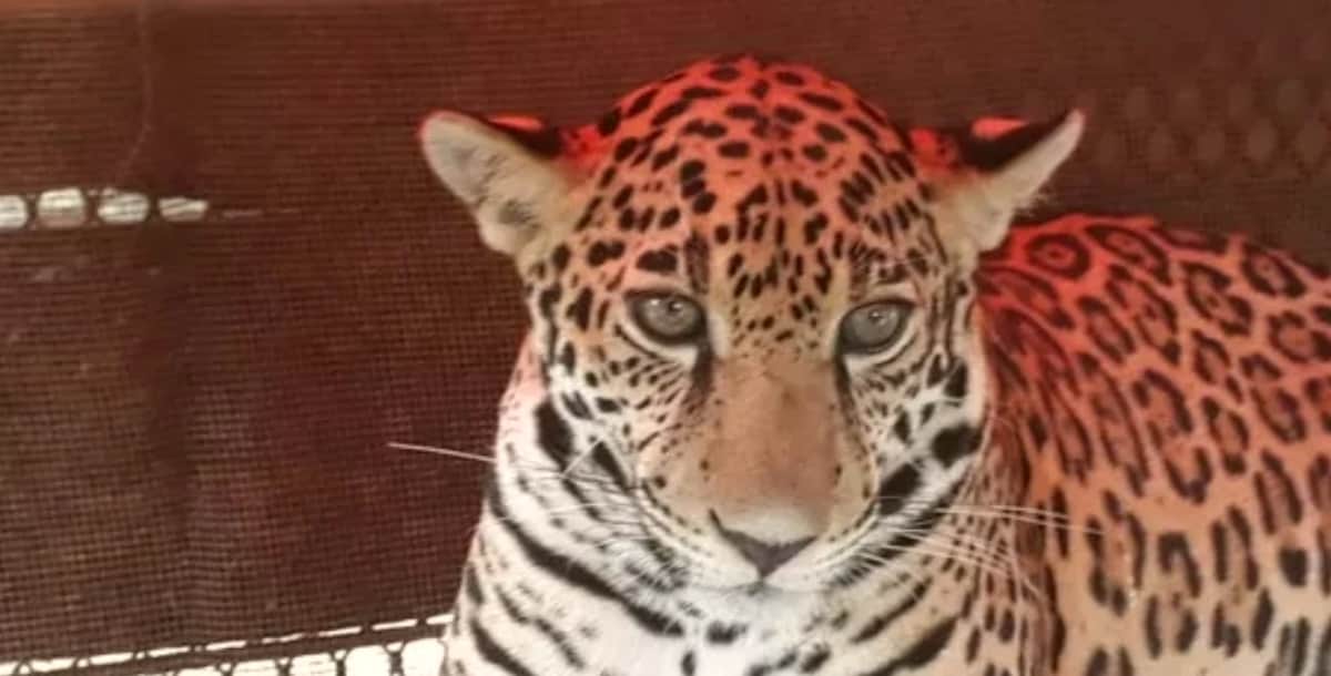 Desaparece población de jaguares en Quintana Roo