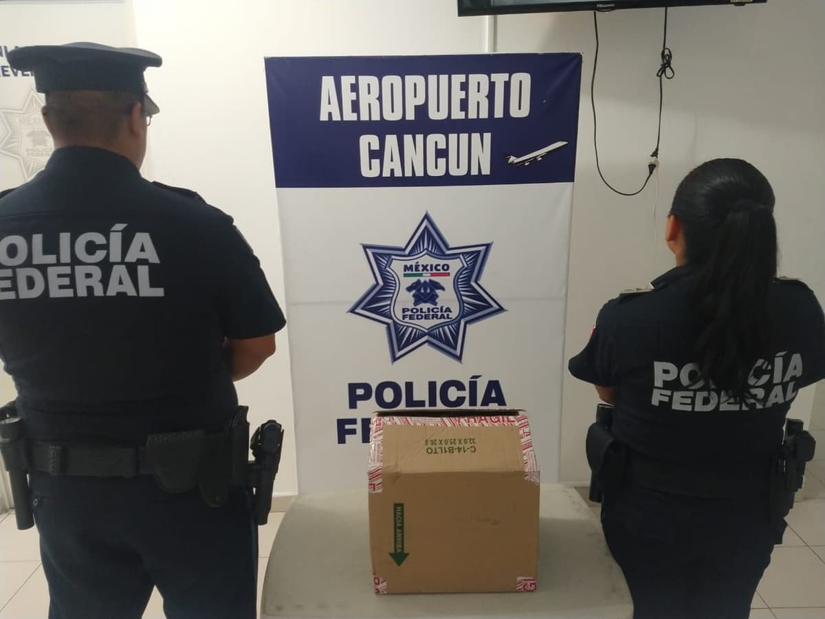 Aseguran marihuana en paquete de Estafeta