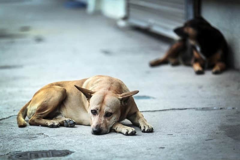 Perros los que más sufren en fiestas decembrinas