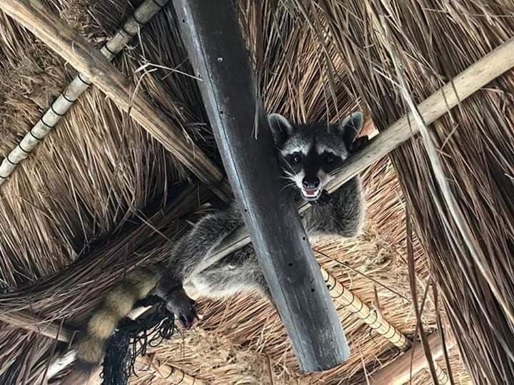 Protección de animales; prioridad de la Fundación de Parques y Museos de Cozumel