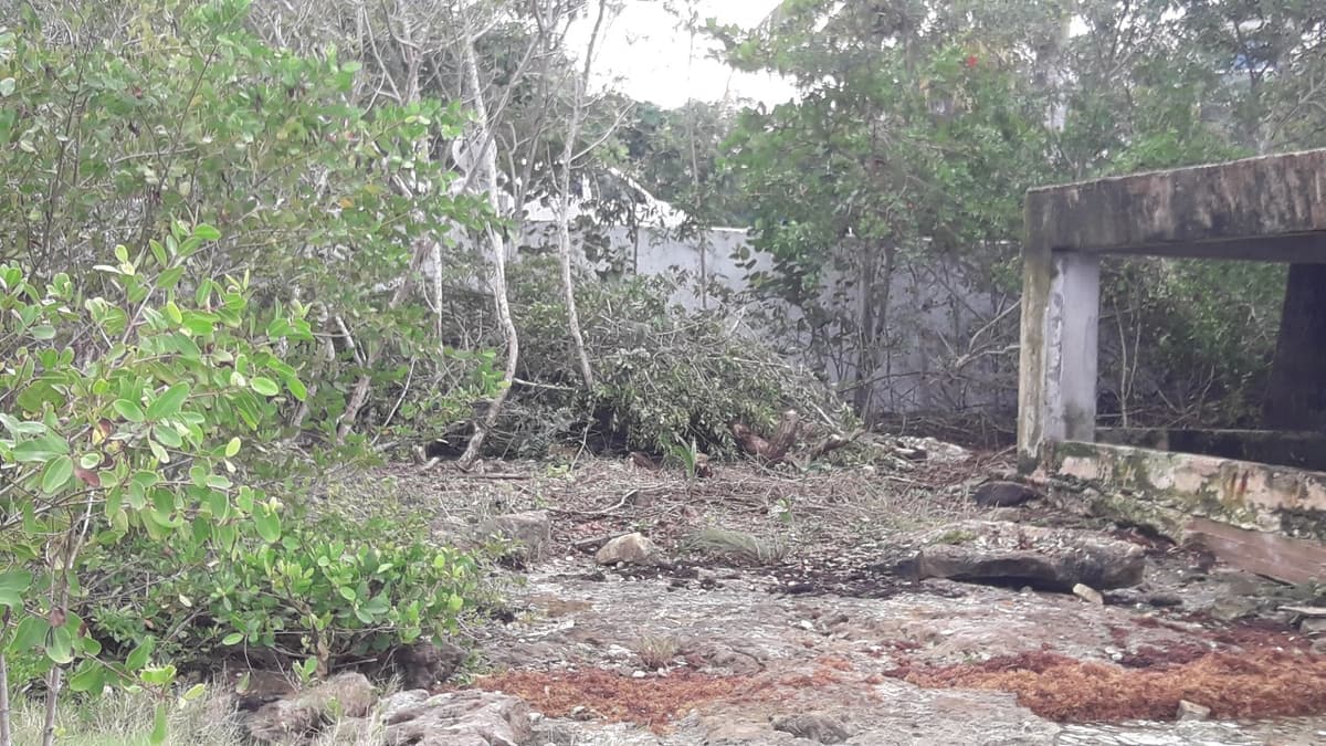 Área de devastación de mangle en Cozumel, está concesionada