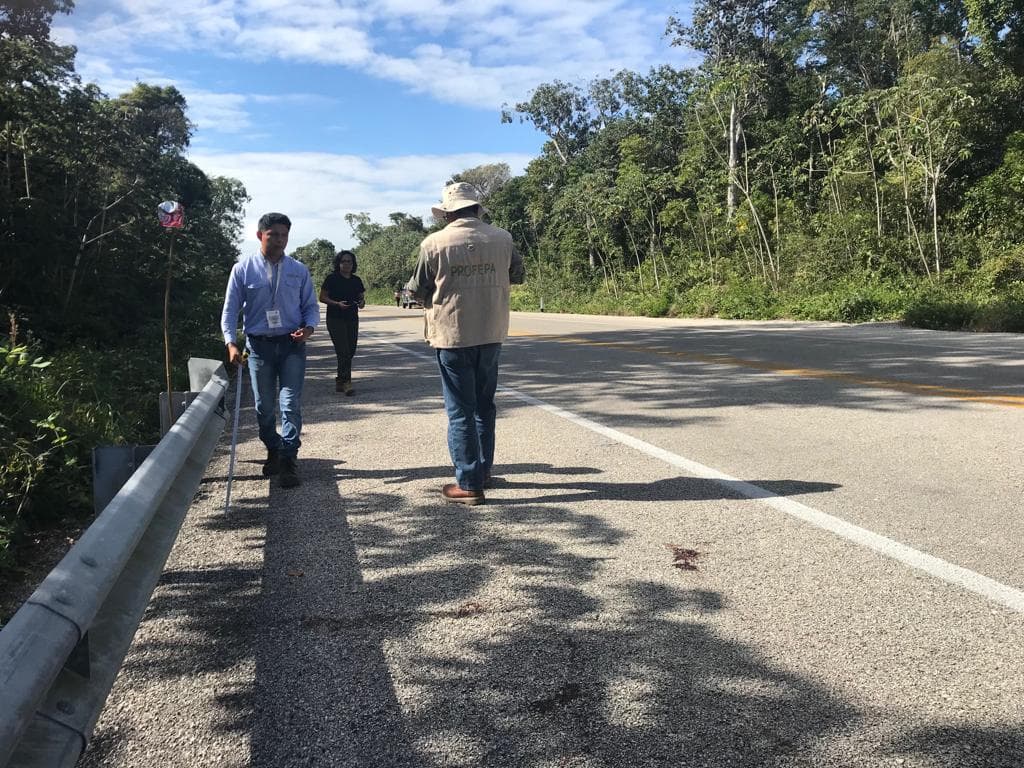 Atropella a jaguar y se roba su cadáver