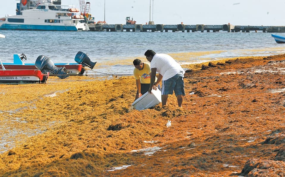 Buscan utilizar sargazo en la producción de hongos comestibles