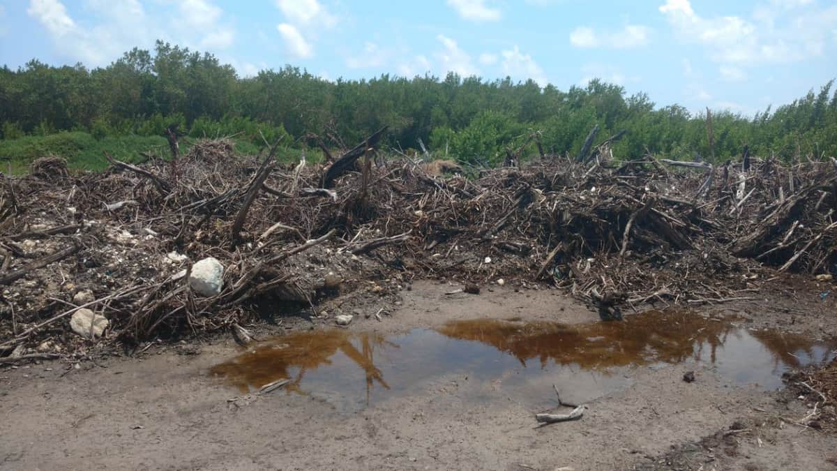Laura Fernández es partícipe en ecocidios en Puerto Morelos: Ender