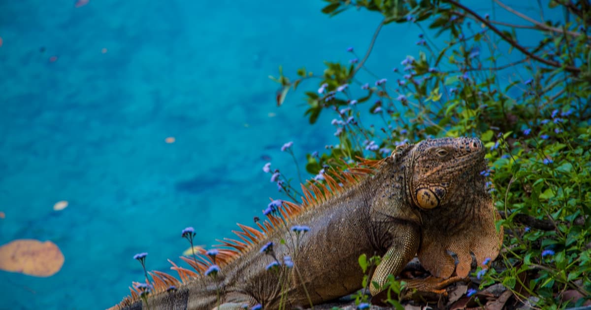 Cobro a Chankanaab y Punta Sur es para el Instituto de Biodiversidad