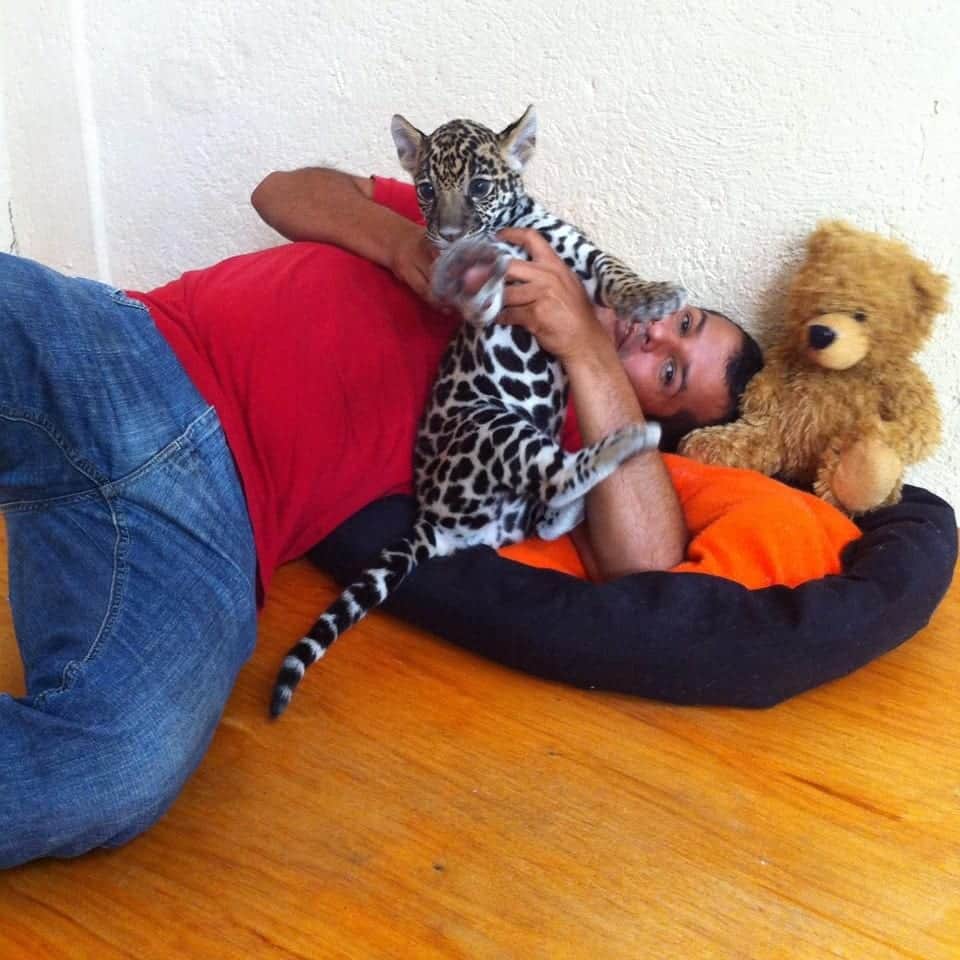 Félix Sandoval, explotador de felinos en la 5a Avenida busca diputación