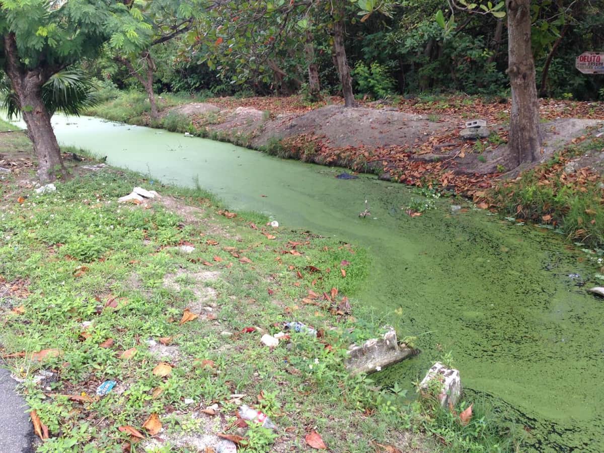 CORRUPCIÓN: Sale a la luz reventa de zona de conservación en Cancún
