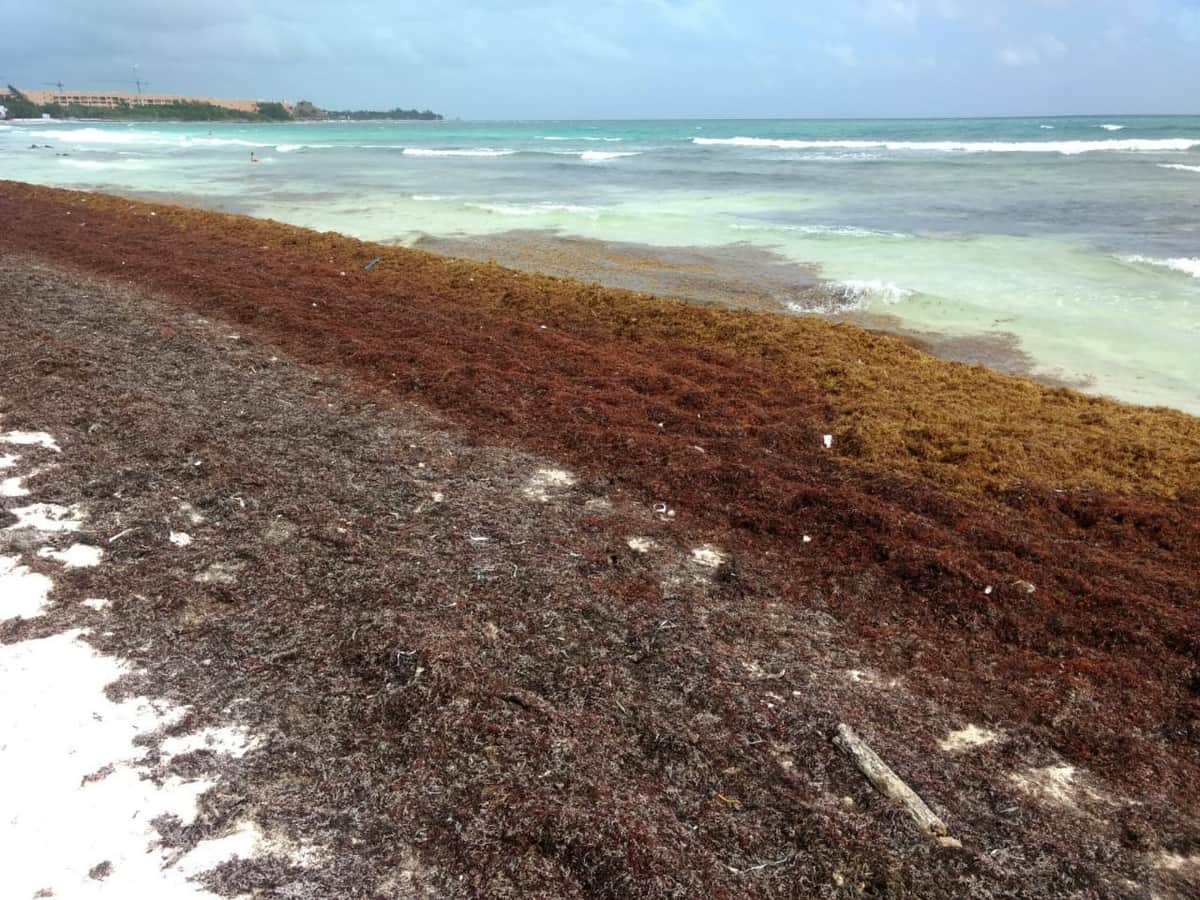 Declaran alerta roja por la cantidad sargazo: AHRM