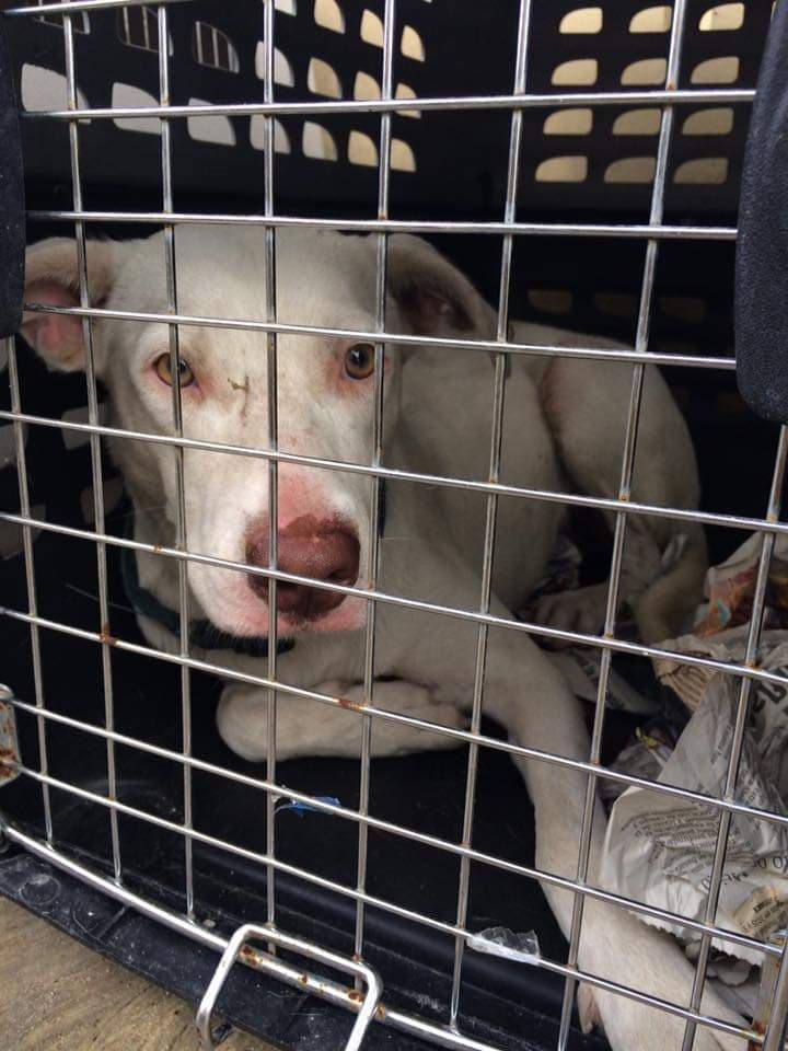 Esterilizan perros callejeros en Cozumel