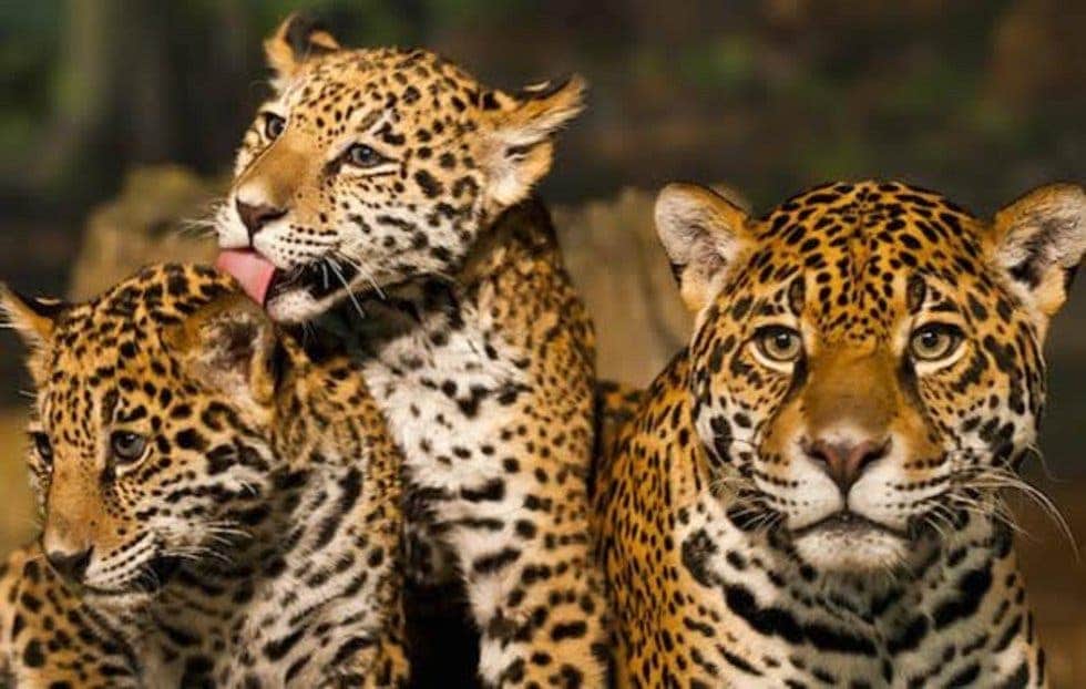 En riesgo más de 2 mil jaguares por construcción de Tren Maya