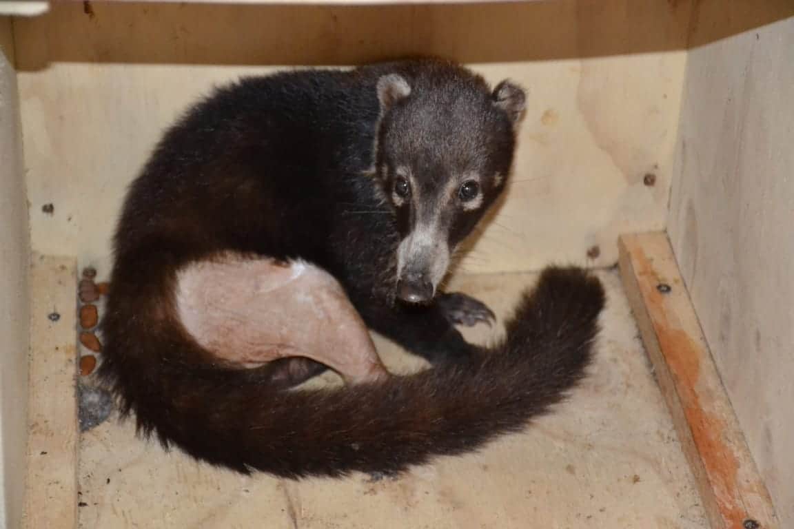Fundación de Parques y Museos de Cozumel rescata a coatí atropellado