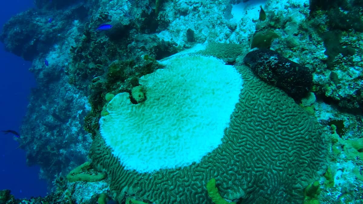 El "Síndrome Blanco", la enfermedad que está matando los arrecifes de Cozumel