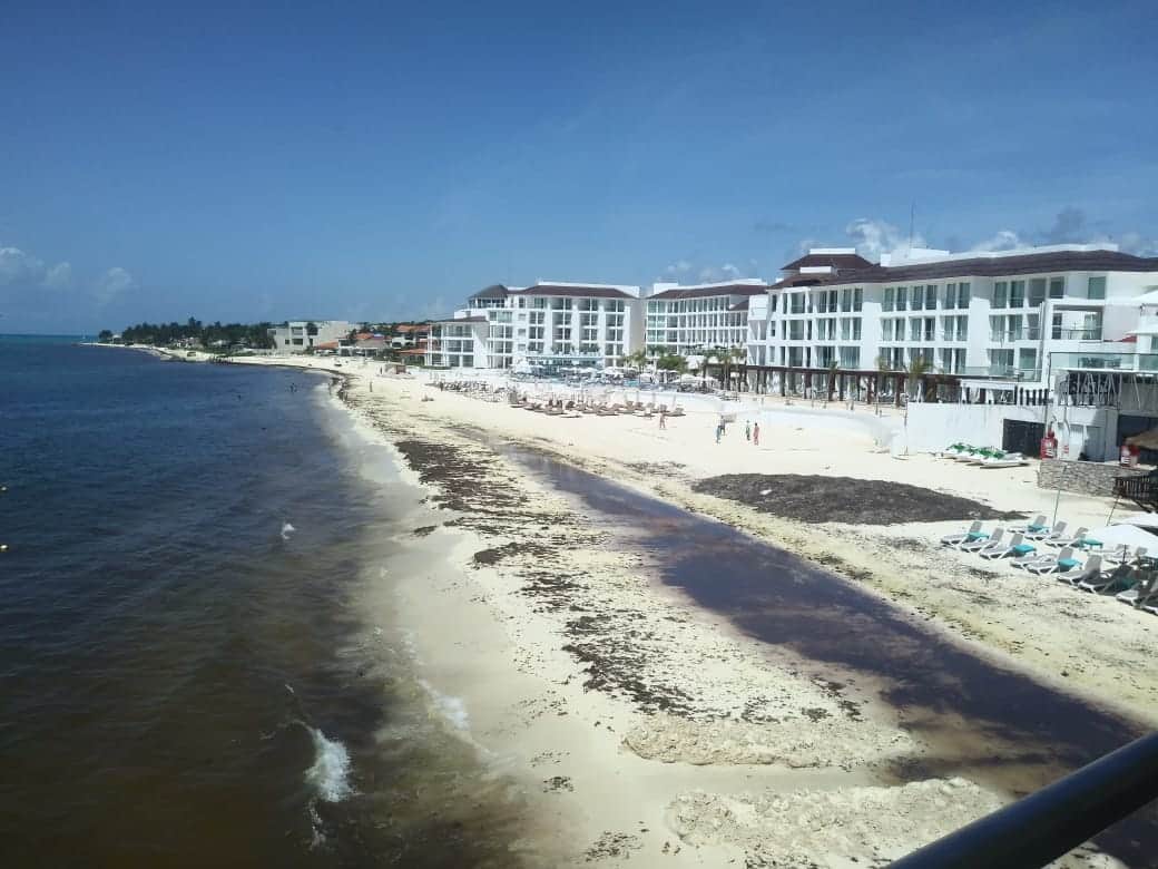 De Zofemat o Fonden saldría dinero para combatir sargazo: gobernador