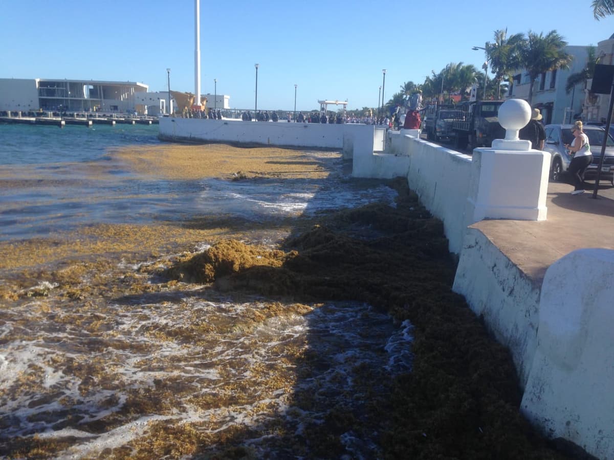 En riesgo, manto freático de Cozumel por sargazo