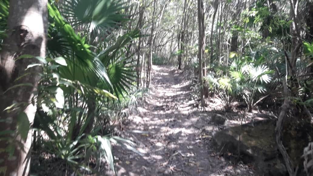 Subdirectora de Ecología en Cozumel ignora desastre ambiental