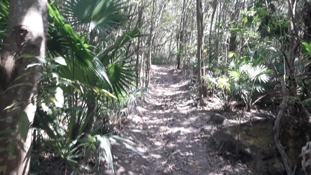 Subdirectora de Ecología en Cozumel ignora desastre ambiental