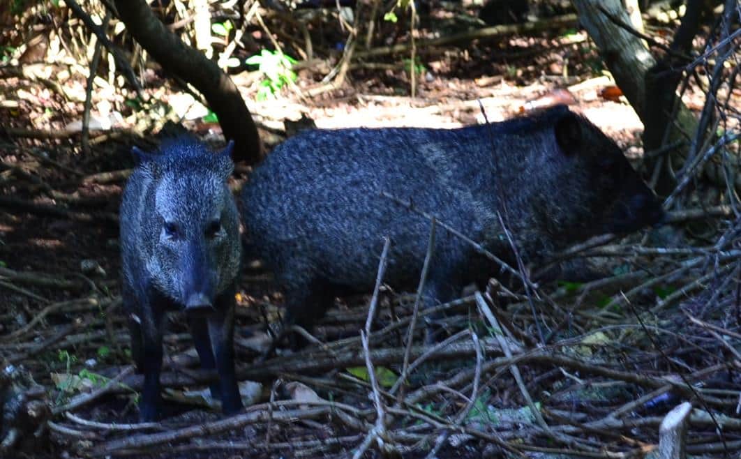 Coatí y Pecarí son rescatados de morir atropellados por la Fundación de Parques y Museos de Cozumel