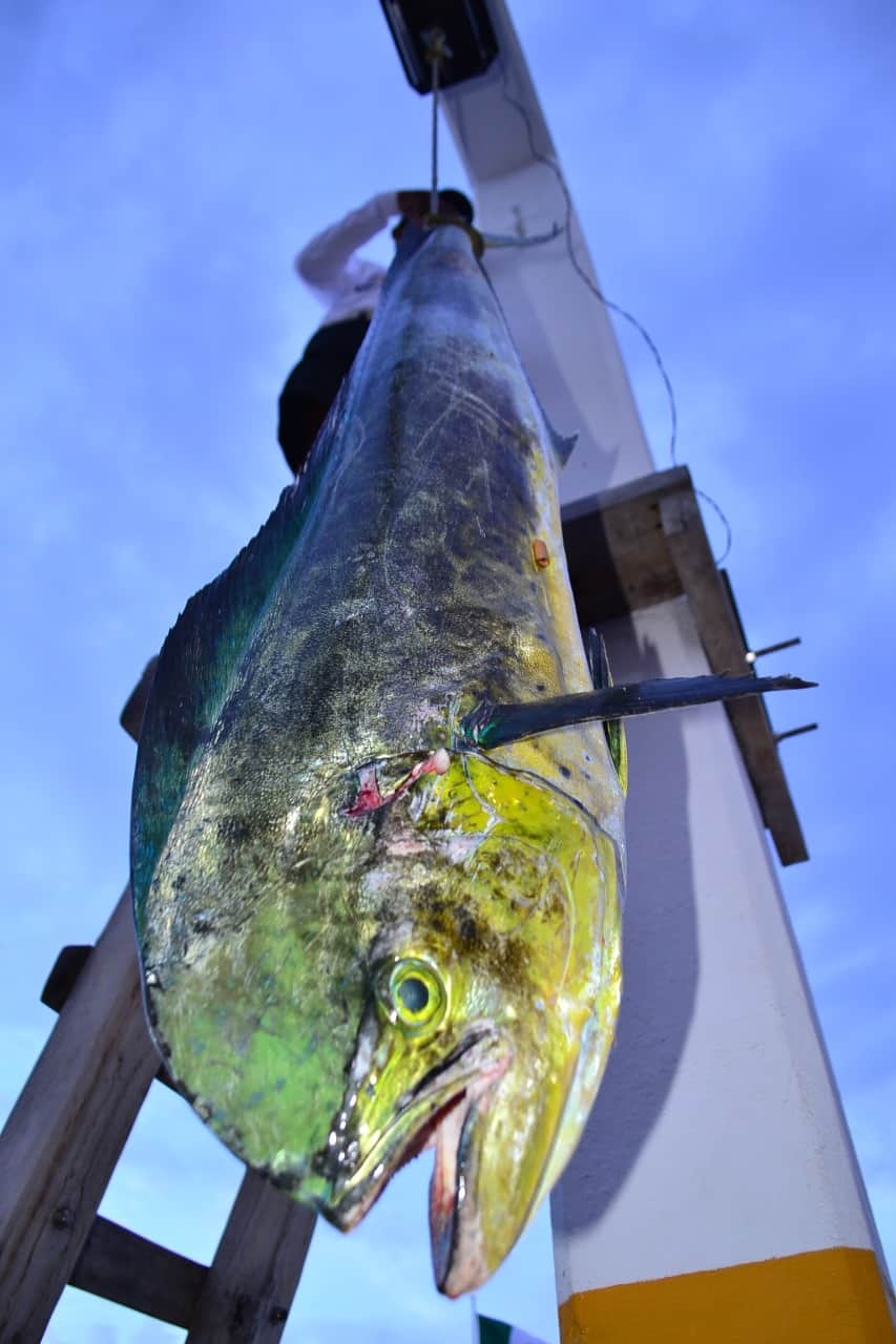 Todo listo para la 48 edición del Rodeo de Lanchas Mexicanas en Cozumel