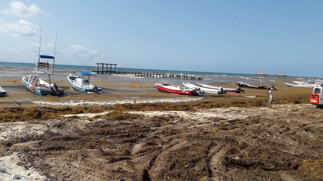 Hacen frente ante arribo masivo de sargazo en Playa del Carmen