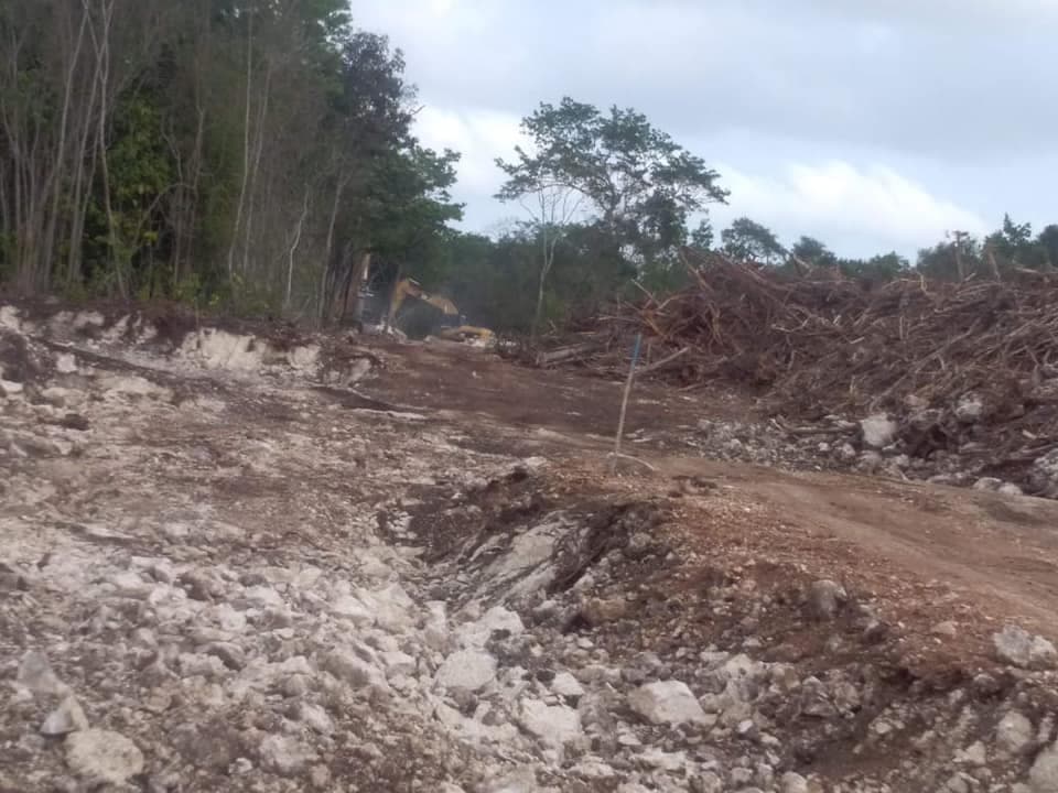 Denuncian matanza indiscriminada de coatíes, tejones y mapaches en Cancún