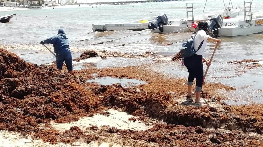 Recolectar el sargazo sin protección es dañino para la salud