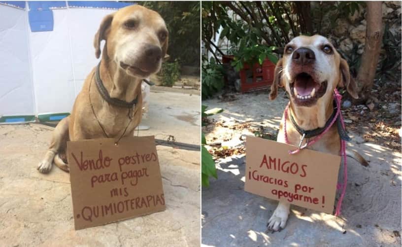 Perrito vende postres para pagar sus quimioterapias