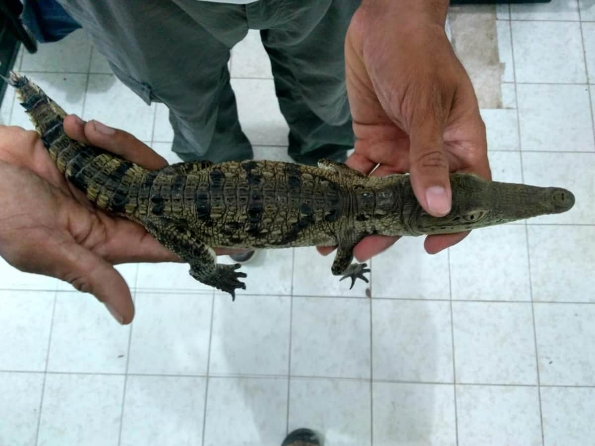 Rescatan cocodrilo juvenil introducido ilegalmente desde Yucatán