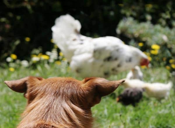 Perro rescata a gallina de morir ahogada y se vuelve viral