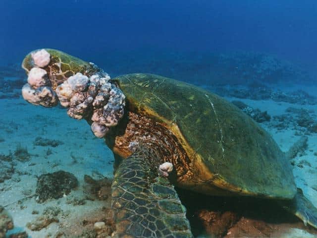 Detectan tumores en tortugas blancas que llegan a Quintana Roo