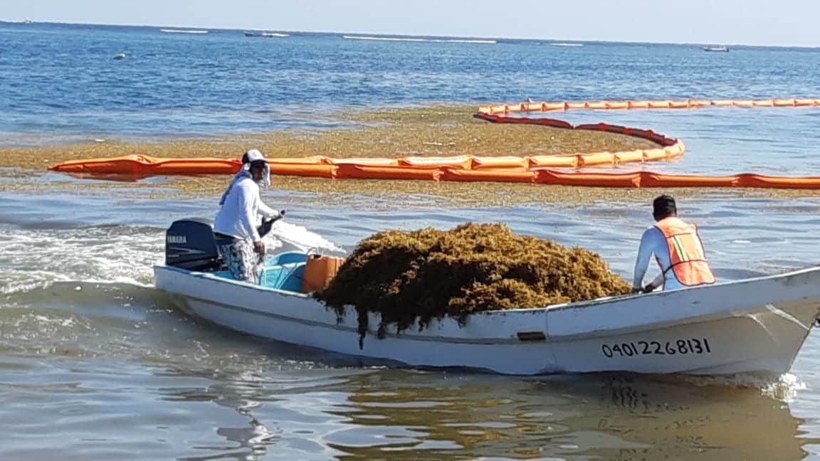 ¿A quién le corresponde limpiar el sargazo?