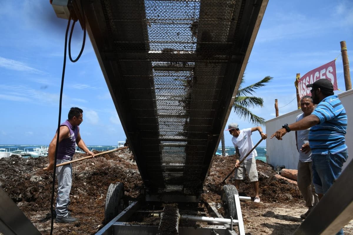 Dan dura batalla al sargazo en Puerto Morelos
