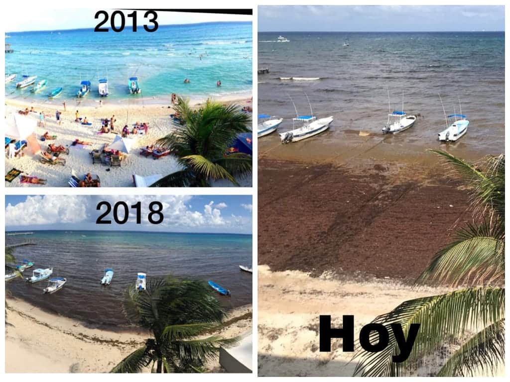 Consterna en redes sociales creciente llegada de sargazo