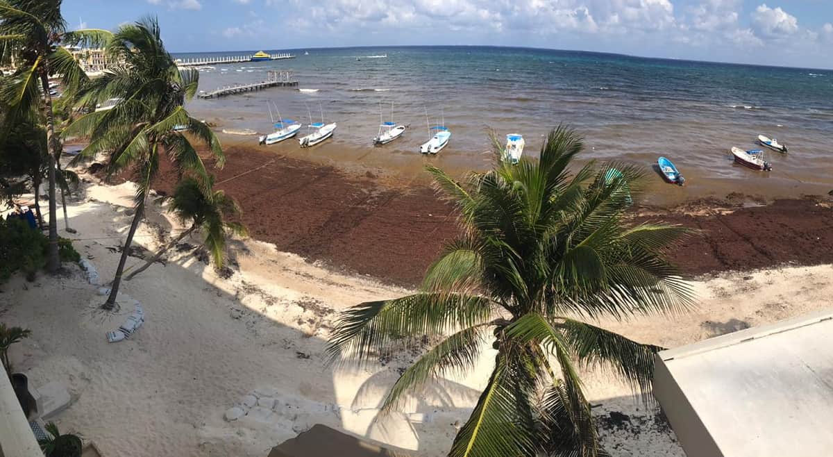 Sargazo no solo implica afectación turística, sino un daño ambiental