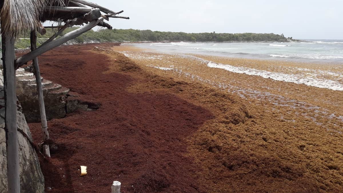 Zona oriental de Cozumel se encuentra atestada de sargazo