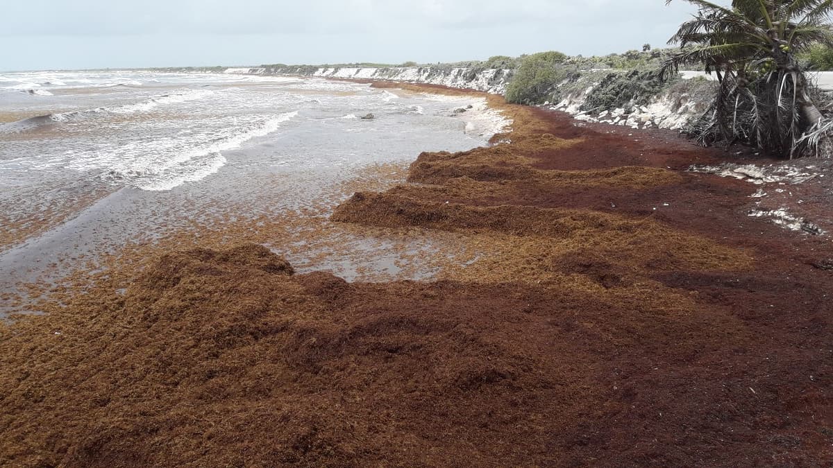 Apenas ocho personas limpian toneladas de sargazo en Cozumel