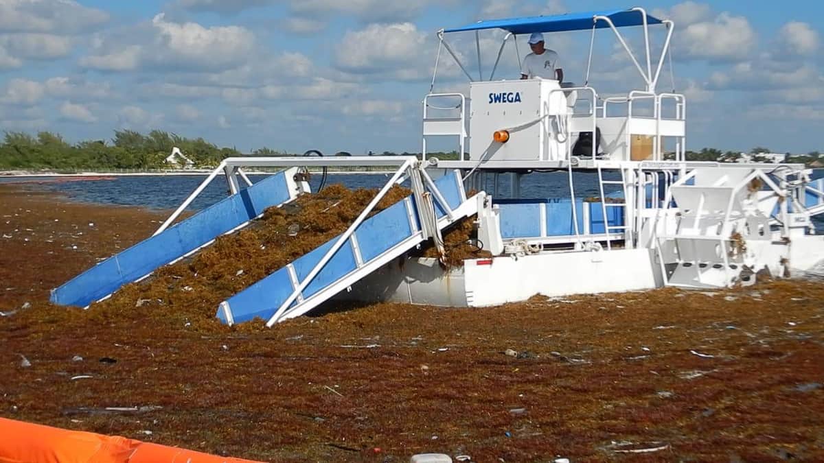 AMLO y Carlos Joaquín unen fuerzas para combatir el sargazo