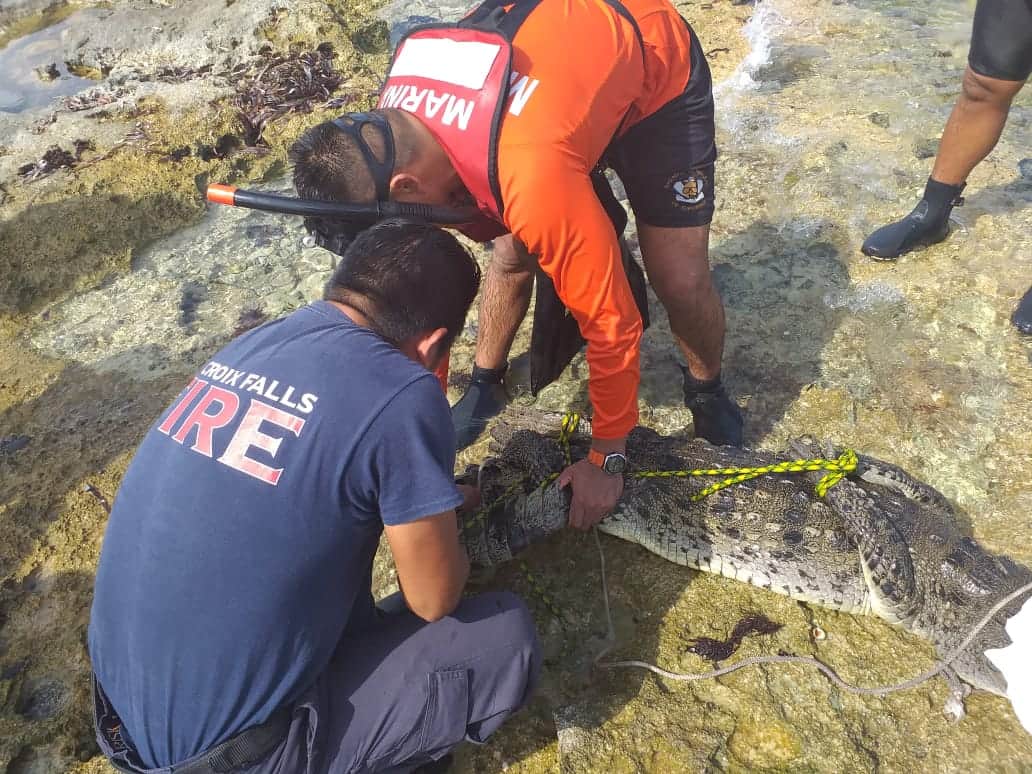 Cocodrilo sorprende a bañistas en zona hotelera de Cozumel