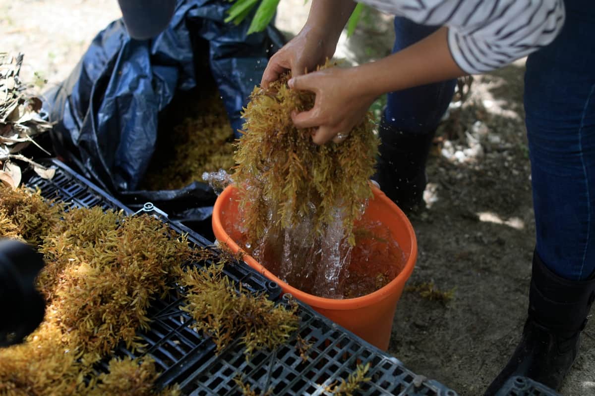 Inician programa piloto para convertir sargazo en abono en Solidaridad