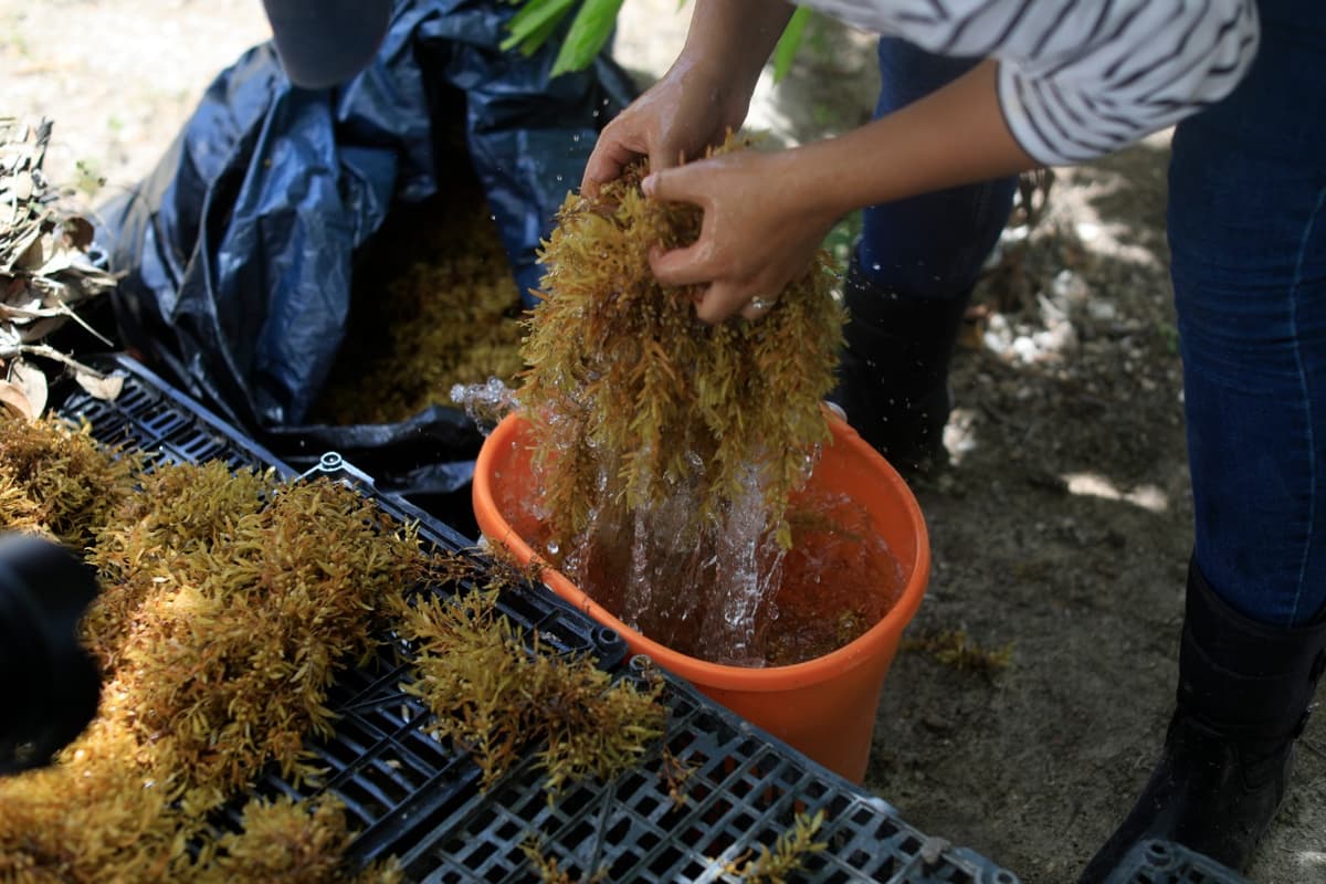 Inician programa piloto para convertir sargazo en abono en Solidaridad