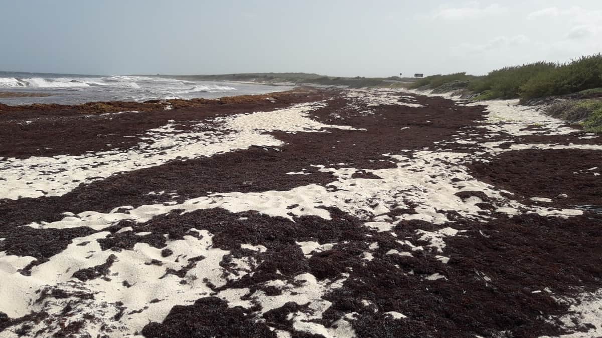 Sargazo arruina fin de semana de cozumeleños