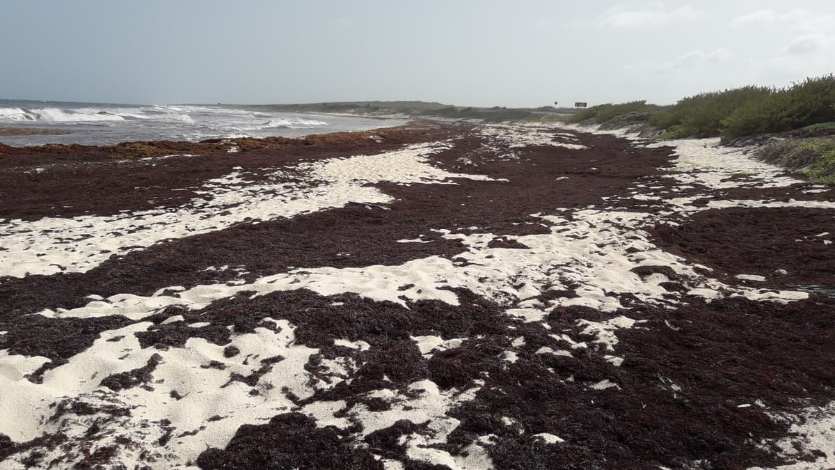 Sargazo arruina fin de semana de cozumeleños