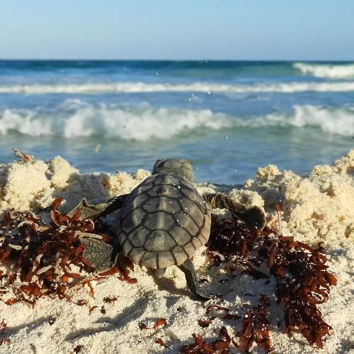Se han registrado más de 500 nidos de tortugas marinas en Cozumel
