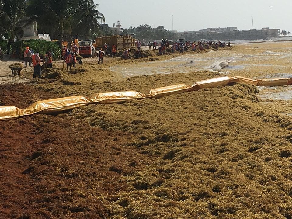La barrera antisargazo le hizo al alga “lo que el viento a Juárez”