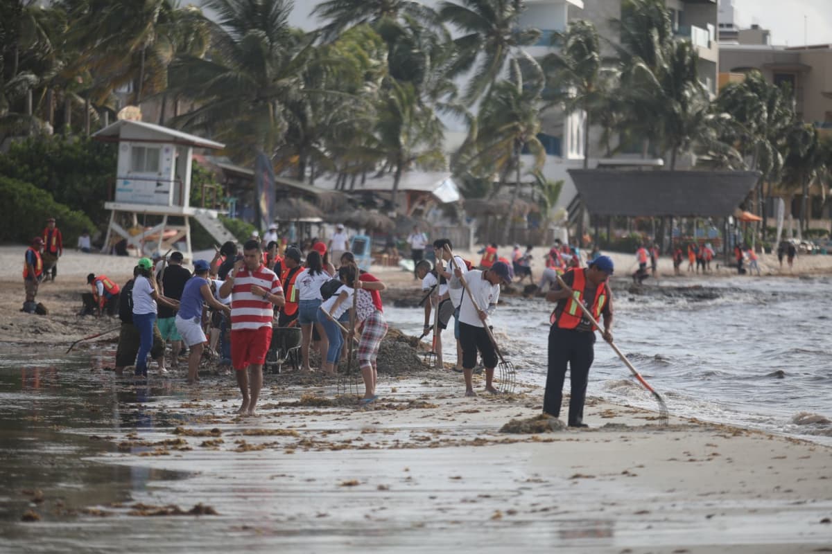 Gobierno de Solidaridad retira 128 toneladas de sargazo durante fin de semana
