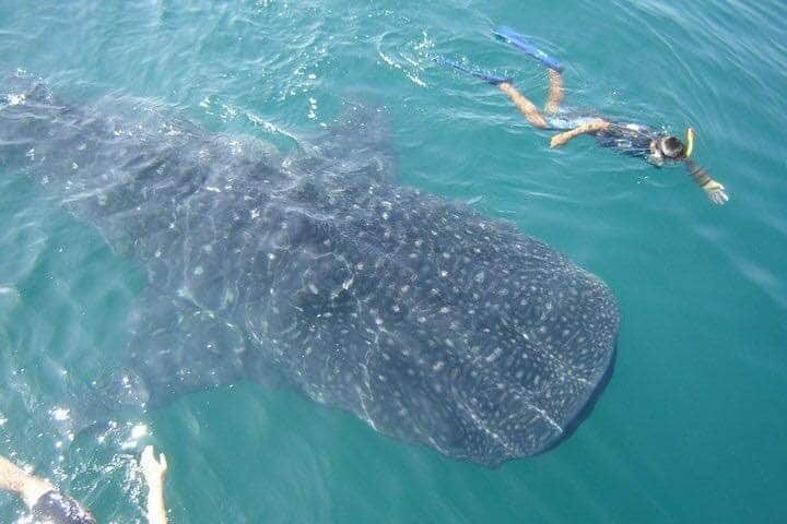 Conanp entregó permisos a influyentes para avistamiento del tiburón ballena