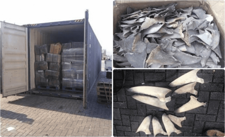 Confiscan 10.4 toneladas de aletas de tiburón en Manzanillo