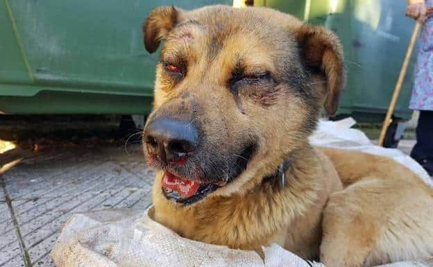 Se duplican quejas por maltrato animal en Q. Roo