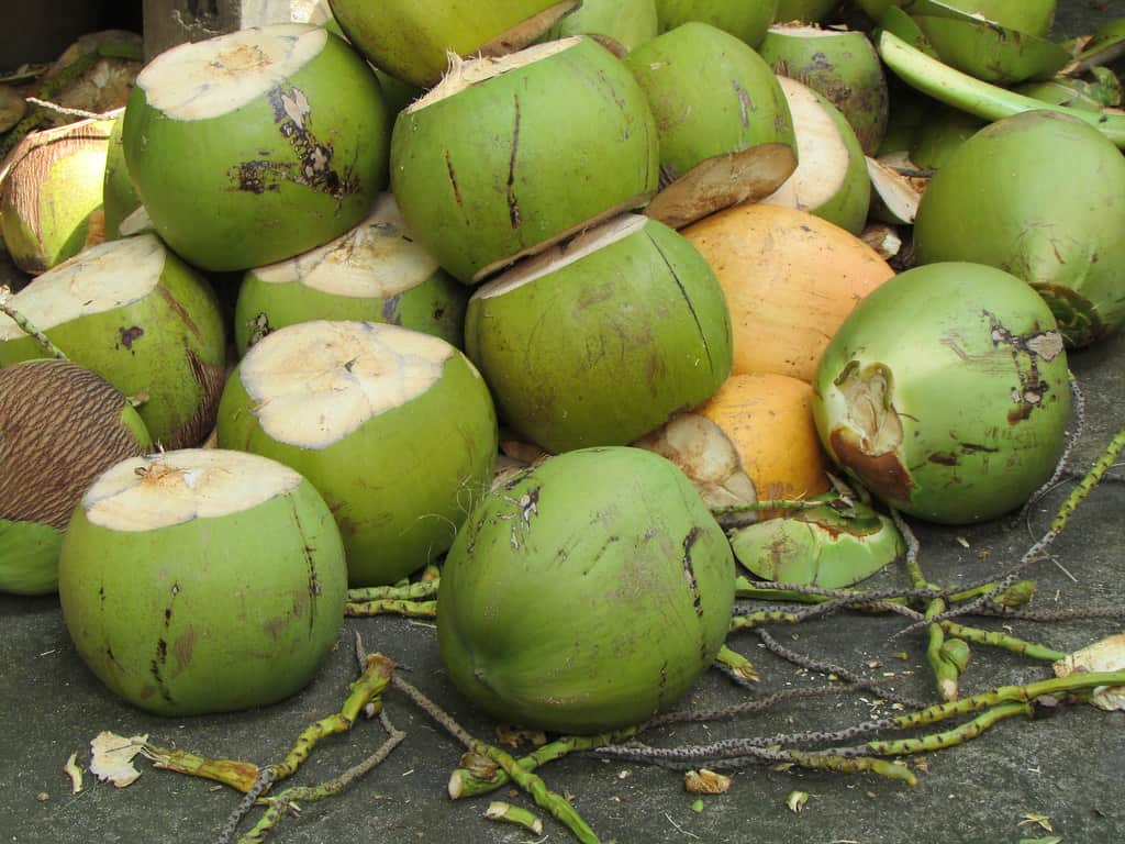 Zona maya tiene potencial para cultivar cocos, pero no cuentan con apoyos