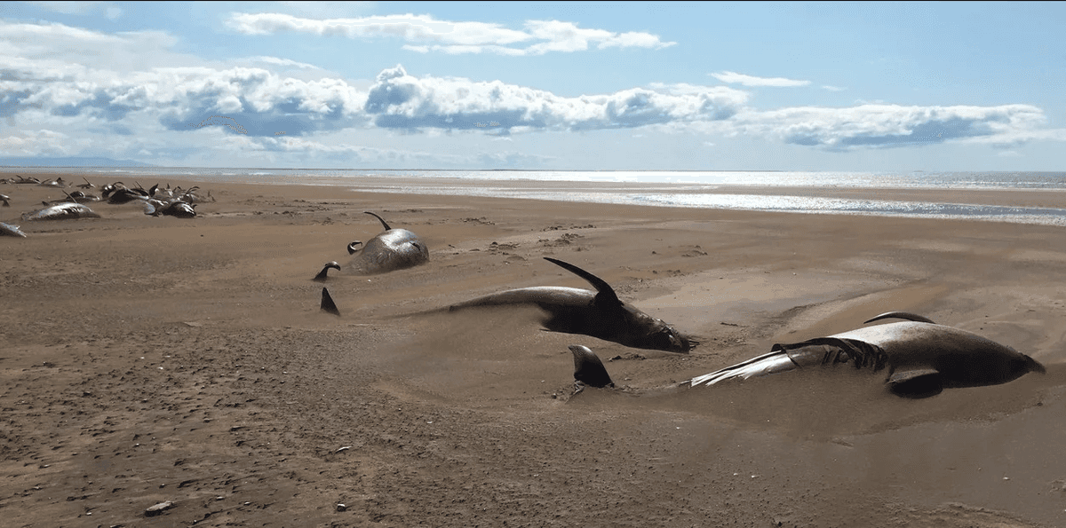 Desde helicóptero, descubren a 50 ballenas muertas en la playa